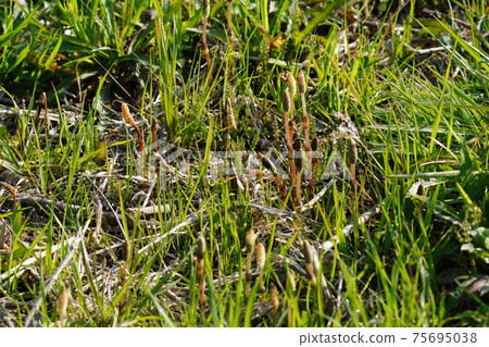 A field of energetic horsetail that makes you feel that spring has come A field of energetic horsetail that makes you feel that spring has come 75695038