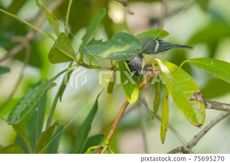 Familiar wild bird great tit with a cute chest tie 75695270