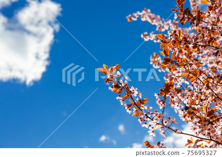 Blooming sakura branch against the background of a bright spring sky (Selective focus) Blooming sakura branch against the background of a bright spring sky (Selective focus) 75695327