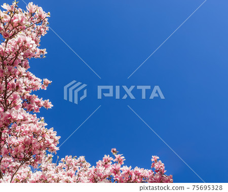 Natural pink magnolia flower frame. Pink magnolia flowers on blue sky background Natural pink magnolia flower frame. Pink magnolia flowers on blue sky background 75695328