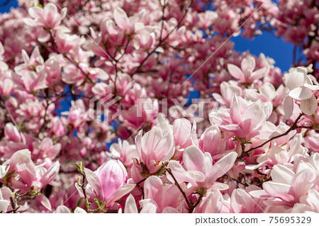 Lush blooming pink magnolia. Natural flower background Lush blooming pink magnolia. Natural flower background 75695329