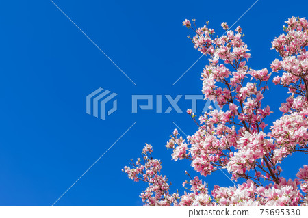 A branch of blooming purple magnolia against the background of the purest blue sky A branch of blooming purple magnolia against the background of the purest blue sky 75695330
