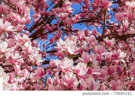 Background from purple magnolia flower (Natural flower background) Background from purple magnolia flower (Natural flower background) 75695331