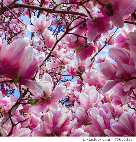 Pink spring magnolia in bloom (Square photo) 75695332