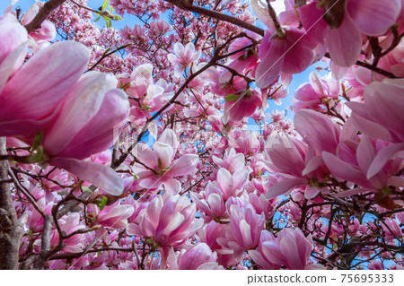 Natural background of pink magnolia flowers (Selective focus) Natural background of pink magnolia flowers (Selective focus) 75695333