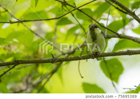 熟悉的野鳥大山雀與可愛的胸口 75695389