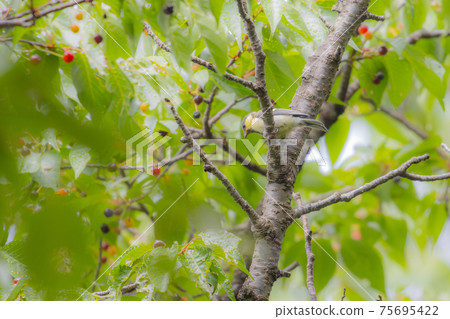 熟悉的野鳥大山雀與可愛的胸口 熟悉的野鳥大山雀與可愛的胸口 75695422