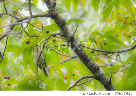 熟悉的野鳥大山雀與可愛的胸口 75695423