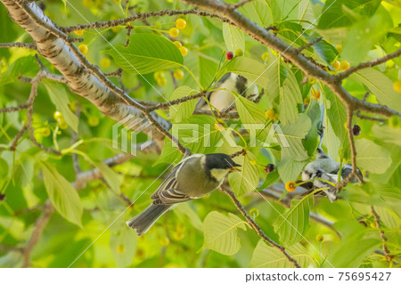 Familiar wild bird great tit with a cute chest tie Familiar wild bird great tit with a cute chest tie 75695427