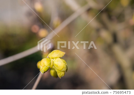 土佐見芽 土佐見芽 75695473