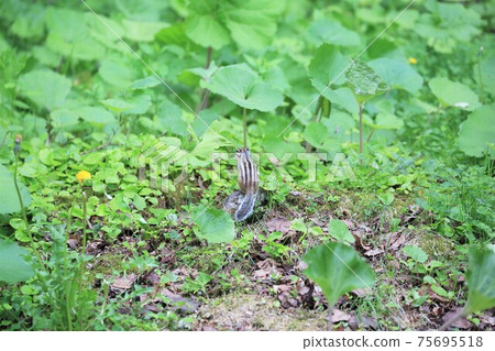 Chipmunk Chipmunk 75695518