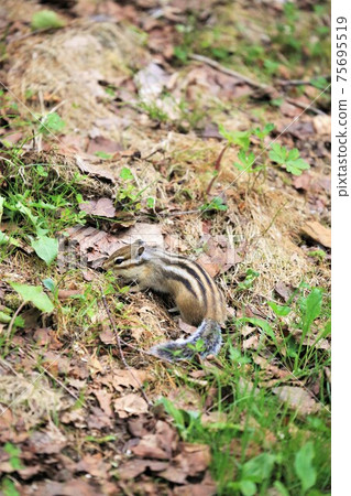 Chipmunk Chipmunk 75695519