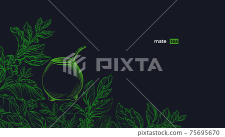 Yerba mate. Green plant set, calabash. Vector bush Yerba mate. Green plant set, calabash. Vector bush 75695670