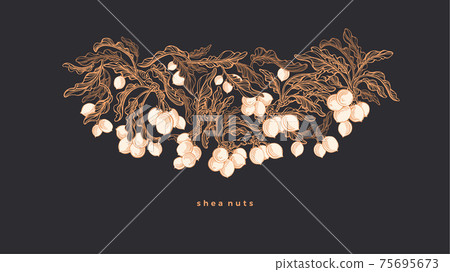 Shea pattern. Vector branch, nut. Art illustration 75695673