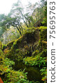 Beautiful scenery of waterfall at Kikuchi Keikoku after raining with light fog, Kumamoto, Japan 75695763