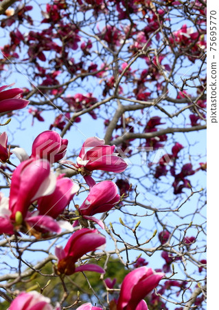 Purple crystal lotus 75695770