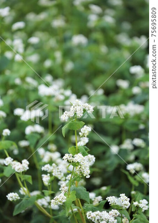 蕎麥花 蕎麥花 75695809