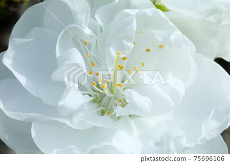 桃花 桃花 75696106