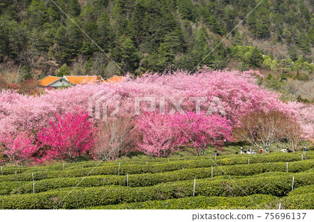 Wuling Farm Cherry Blossom Season Wuling Farm Cherry Blossom Season 75696137