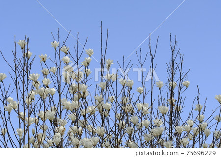 玉蘭花 玉蘭花 75696229