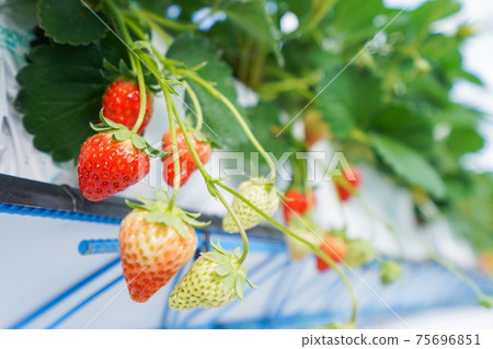 House-grown strawberries House-grown strawberries 75696851