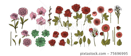 Hand drawn collection of flowers. roses, peony, succulent, orchid, dahlia, vector floral design elements. 75696995