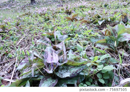 卡塔庫栗花成簇生長 75697505