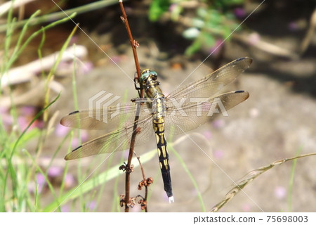 女性Orthetrum albisum棲息在樹枝上 女性Orthetrum albisum棲息在樹枝上 75698003