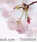 Light pink cherry blossoms in early spring pastel colors 75698004