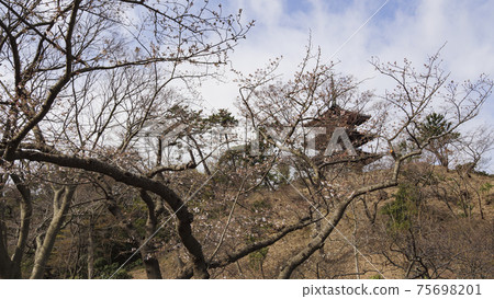 Spring in Sankeien Garden, Yokohama City, Kanagawa Prefecture 75698201