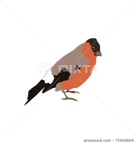 Bullfinch with a closed tail isolated on white background. Stock vector 75698664