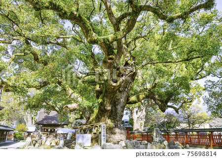 Umihachimangu(福岡縣霞市區宇見町)的一棵奇妙的巨型樟樹,名為Yuka no Mori Umihachimangu(福岡縣霞市區宇見町)的一棵奇妙的巨型樟樹,名為Yuka no Mori 75698814