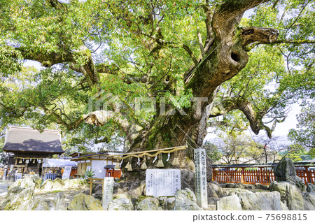 A wonderful giant camphor tree called Yuka no Mori in Umihachimangu (Umi Town, Kasuya District, Fukuoka Prefecture) A wonderful giant camphor tree called Yuka no Mori in Umihachimangu (Umi Town, Kasuya District, Fukuoka Prefecture) 75698815