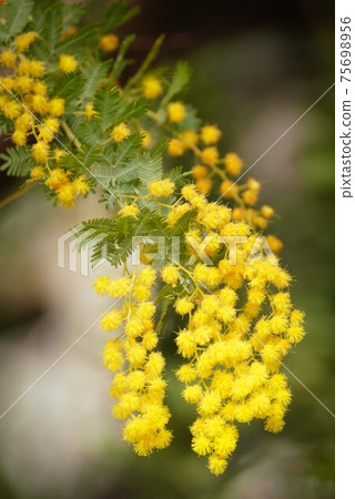 黃色的含羞草花,閃耀著黃色 黃色的含羞草花,閃耀著黃色 75698956