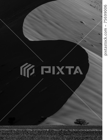 Big Daddy dune in sossusvlei national park in namibia 75699006