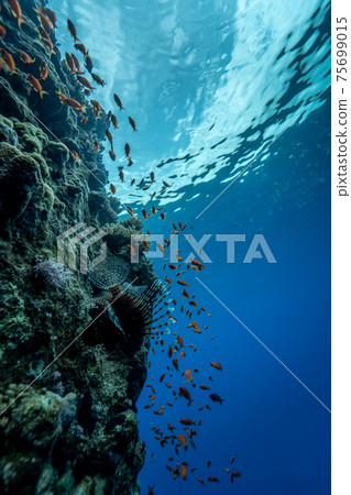 The beautiful reefs of sharm el Sheikh - Egypt. 75699015