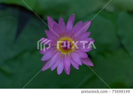 Fresh water lily Fresh water lily 75699149