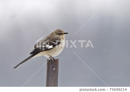 Northern Mockingbird, Mimus polyglottos, perched with snow falling 75699214