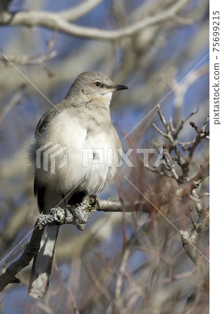Vertical of a Northern Mockingbird, Mimus polyglottos Vertical of a Northern Mockingbird, Mimus polyglottos 75699215