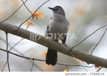 Gray Catbird, Dumetella carolinensis, perched in tree Gray Catbird, Dumetella carolinensis, perched in tree 75699216