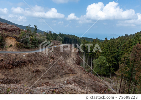 The appearance of a mountain where cedar trees have been cut down. A mountain without trees 75699228