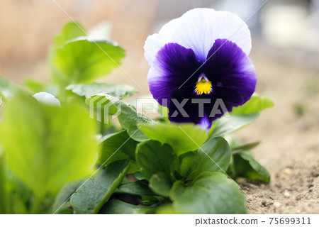 Purple pansy Purple pansy 75699311