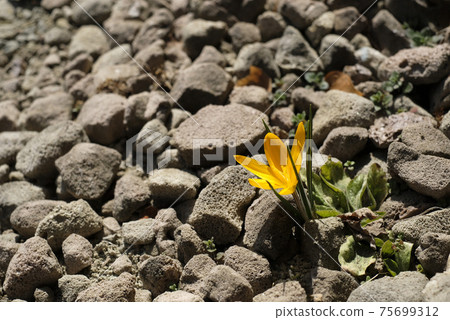 Crocus flower Crocus flower 75699312
