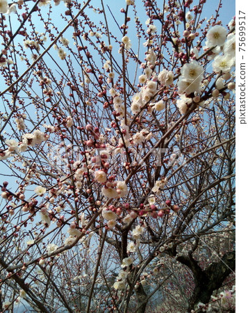 March Cherry blossoms begin to bloom for 3 minutes 75699517