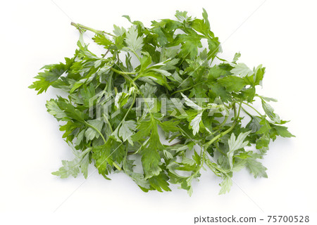 艾草艾草 艾草艾草 75700528