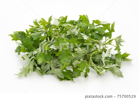 Mugwort wormwood 75700529