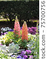 Spring flower  75700756