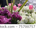 Spring flower  75700757