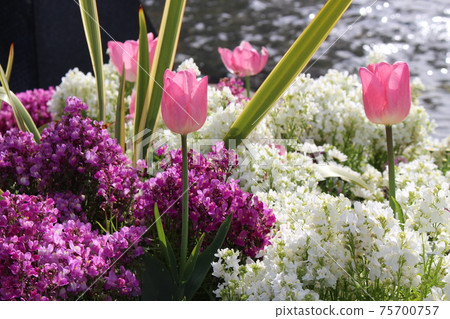 春天的花朵 75700757