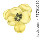 Yellow watercolor Tulip  75701080